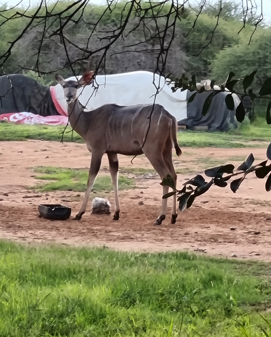 3 Bedroom Property for Sale in Koster North West